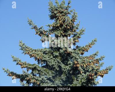 Big Colorado Blue Fichte. Picea pungens Stockfoto