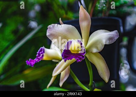 Eine Nahaufnahme einer Schomburgkia albopurpurea-Orchidee mit ihren tiefrosa und weißen Blüten Stockfoto