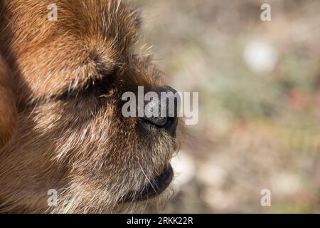 Nahaufnahme meines braunhaarigen Nami-Hundes, gerade, isoliert, weiß Stockfoto