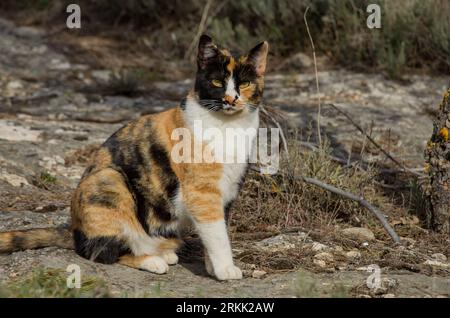 Hübsche und streunende Calico-Katze neben der Zufahrtsstraße zum Alt de les Pedreres in Alcoy Stockfoto