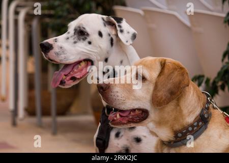 Zwei eifrige Hunde warten auf ihre Belohnung Stockfoto