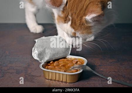 Tabby-Katze, die neugierig auf der offenen Packung mit nassem Haustierfutter mit Gabel auf dem Tisch ist. Stockfoto
