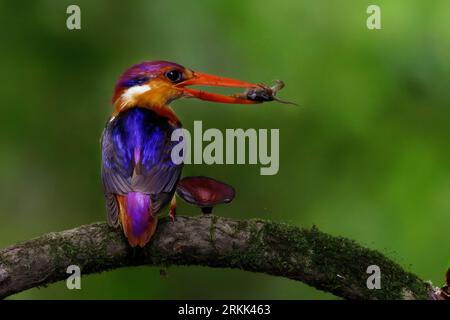 ODKF - Orientalischer Zwergvogel mit einer Nahaufnahme in natürlichem Lebensraum Stockfoto