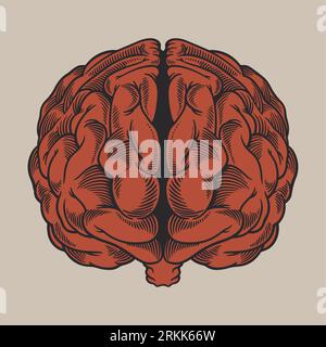 Vintage engraving drawing human brain in front of view. Organized vs disorganized left and right brain hemispheres as a chaos theory metaphor. Vector Stock Vector