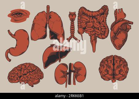 Human biology, organs anatomy illustration. Set of human internal organs: liver, lungs, heart, kidney, brain, eyes, stomach, trachea etc. Engraved han Stock Vector