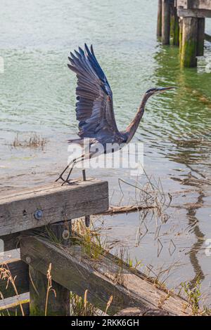 Great Blue Heron nimmt Flug in Steveston British Columbia Kanada Stockfoto