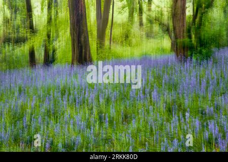 Abstraktes Bild von Blauschimmelwäldern in Derbyshire, England. Mehrfachbelichtung kombiniert mit absichtlicher Kamerabewegung (ICM). Stockfoto