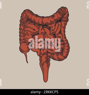 Intestine, vintage engraved illustration. Human anatomy large and small intestine hand drawn old retro style. Internal organs concept. Vector illustra Stock Vector