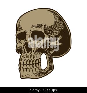 Human anatomy skull engraved hand drawn in old sketch and vintage style. Scary cranium detailed isolated on white background. Vector illustration for Stock Vector