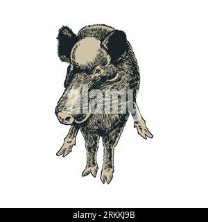 Vintage engraved hand drawn wild boar. Mammal in Eurasia, Symbol of the north. Forest animal in its habitat. Vector illustration sketch on white backg Stock Vektor