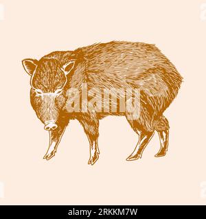 Wild boar engrave isolated vector illustration. The object of an old vintage sketch. Wildlife farmer animal concept. Animals of Europe series hand dra Stock Vektor