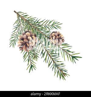 Ein Tannenzweig mit Kegeln. Weihnachtsbaum. Nadelbäume, Kiefer. Aquarellzeichnung. Feiertage. Weihnachten und Neujahr Stockfoto