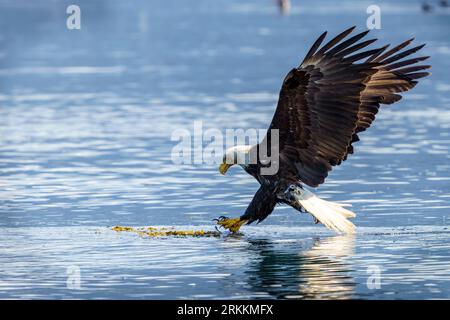 Bald Eagle (Haliaeetus leucocephalus) catching herring just on the waterline, Broughton Archipelago, First Nations Territory, Traditional Territories Stock Photo