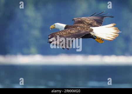 Adult Bald eagle (Haliaeetus leucocephalus)flying along the shoreline in Knight Inlet, First Nations Territory, Traditional Territories of the Kwakwak Stock Photo