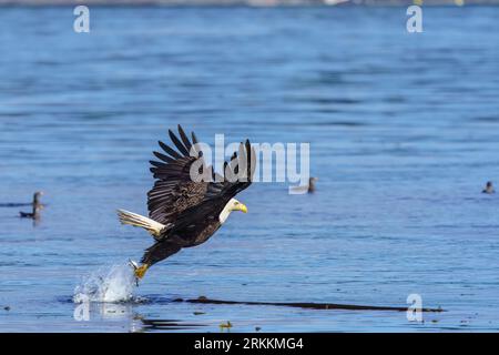 Adulter Weißkopfadler (Haliaeetus leucocephalus) mit Hering in seinen Krallen, der über ein Nashorn (Cerorhinca monocerata) im Broughton Archi fliegt Stockfoto