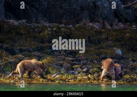 Großer männlicher Küsten-Grizzlybär (Ursus arctos horribilies), der bei Ebbe in der Nähe von Glendale Cove im schönen Knigh ein Paarpaar kreuzt Stockfoto
