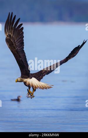 Adulter Weißkopfadler (Haliaeetus leucocephalus) mit Hering in seinen Krallen, der über ein Nashorn (Cerorhinca monocerata) im Broughton Archi fliegt Stockfoto