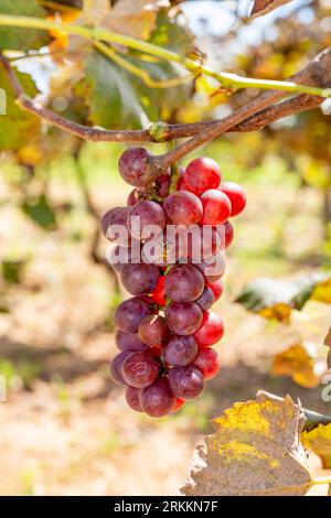 Bienen auf Reifen roten Trauben auf Weinbergen in der Herbsternte. Reife Trauben auf dem Weinberg Stockfoto