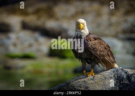 Bald eagle (Haliaeetus leucocephalus) sitting at low tide close to the water, Broughton Archipelago, First Nations Territory, Traditional Territories Stock Photo