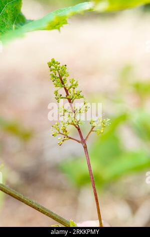 Nahaufnahme von jungen Trieben von Weinreben in der Natur, Trauben im Blütestadium Stockfoto