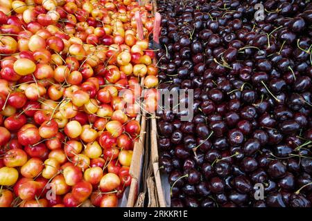 Kisten mit schwarzen und Rainier-Kirschen zum Verkauf auf einem Marktplatz. Stockfoto