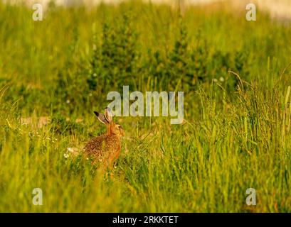 Fuchs und Kaninchen/Hase Stockfoto