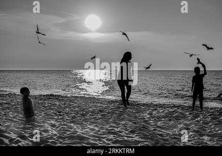 Seevögel greifen an, Möwen greifen an Stockfoto