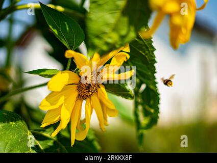 Makrofotografie von Sonnenblumen, Gänseblümchen, Wespen, Bittern, Hummeln, Stockfoto