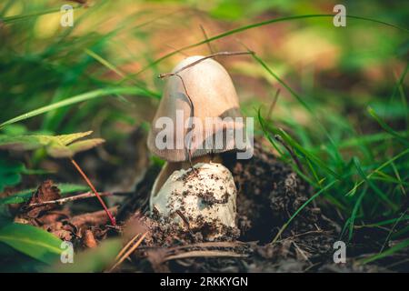 Pilz Amanita crocea im Wald Stockfoto