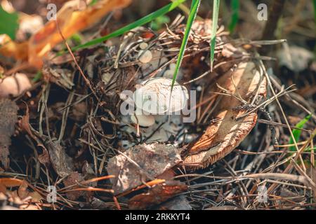 Asterophora-Pilz auf einem anderen Pilz Stockfoto