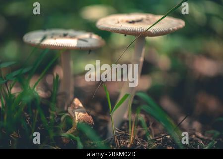 Pilz Amanita crocea im Wald Stockfoto