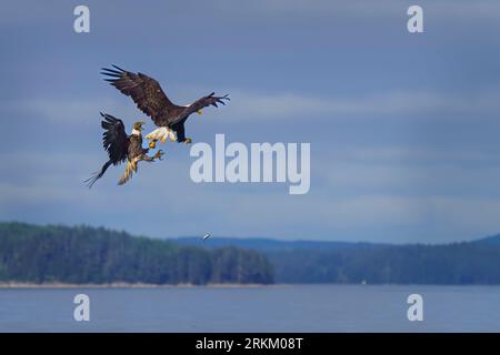 Two Bald eagles (Haliaeetus leucocephalus) fighting over herring in mid flight in front of Alert Bay (Yalis), Namgis First Nations, First Nations Terr Stock Photo