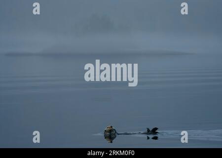 Seeotter (Enhydra lutris kenyoni), der sich an einem frühen nebligen Morgen vor der Mündung des Nimpkish River, im Norden von Vancouver Island, First Nations Territory, ausruht, Stockfoto