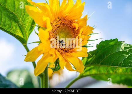 Makrofotografie von Sonnenblumen, Gänseblümchen, Wespen, Bittern, Hummeln, Stockfoto