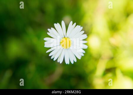 Makrofotografie von Sonnenblumen, Gänseblümchen, Wespen, Bittern, Hummeln, Stockfoto