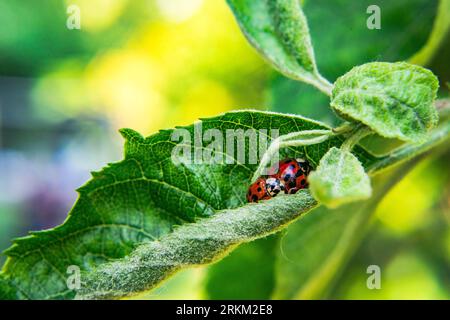 Makrofotografie von Sonnenblumen, Gänseblümchen, Wespen, Bittern, Hummeln, Stockfoto