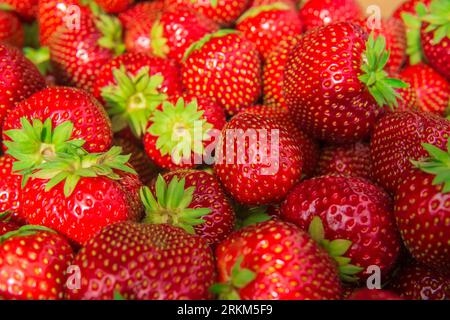 Frisch geerntete reife Erdbeeren aus nächster Nähe Stockfoto