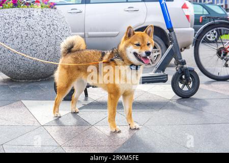 shiba-inu-Hund im urbanen Umfeld Stockfoto