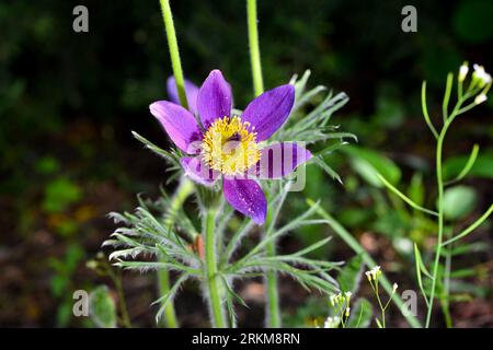 Geöffnet Lumbago, Traumgras, lat. Anemone patens ist eine ausdauernde Pflanze, die von April bis Juni blüht. Stockfoto