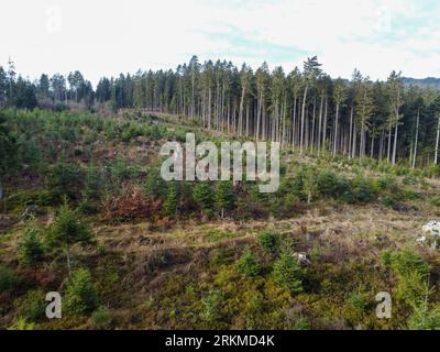 Waldverödung und Wiederaufforstung durch den Klimawandel in Bayern im Wald Stockfoto