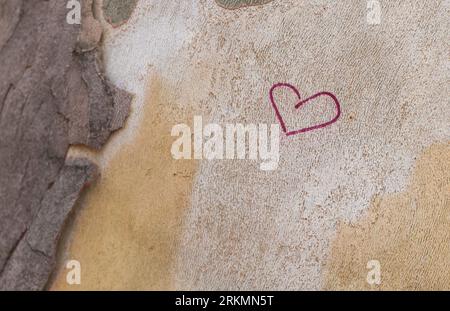 Herz gemalt auf der Rinde eines Ahornbaums Nahaufnahme Stockfoto