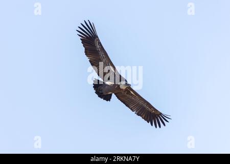 Vautour, Lubéron, Frankreich Stockfoto