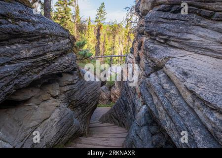 Treppen führen durch eine Schlucht auf dem Athabaska Falls Trail im Jasper National Park. Stockfoto