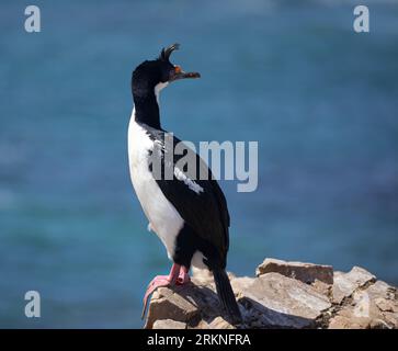 King Cormorant, Leucocarbo (atriceps) albiventer, aka White-bellied Shag, standing on rock and looking round. Pebble Island, Falkland Islands. Please Stock Photo