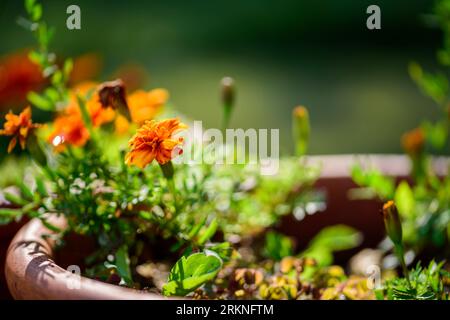Tagetes patula blüht im braunen Topf im Garten. Stockfoto