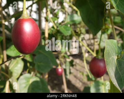 Par, Cornwall, Großbritannien - März 26 2022: Ein fruchtiger Tamarillo-Baum (Solanum betaceum) im Glashaus im Tregrehan Garden Stockfoto