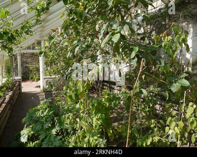 Par, Cornwall, Großbritannien - März 26 2022: Ein fruchtiger Tamarillo-Baum (Solanum betaceum) im Glashaus im Tregrehan Garden Stockfoto