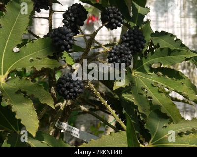 Par, Cornwall, Großbritannien - März 26 2022: Brassaiopsis hispida in the Glasshouse at Tregrehan Garden Stockfoto