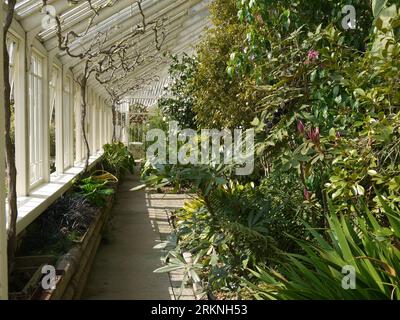 Par, Cornwall, Großbritannien - März 26 2022: Sträucher, Früchte und Kletterer im viktorianischen Glashaus im Tregrehan Garden Stockfoto