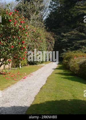 Par, Cornwall, UK - März 26 2022: Ein von Kamelien übersäter Pfad am Mauergarten von Tregrehan. Stockfoto